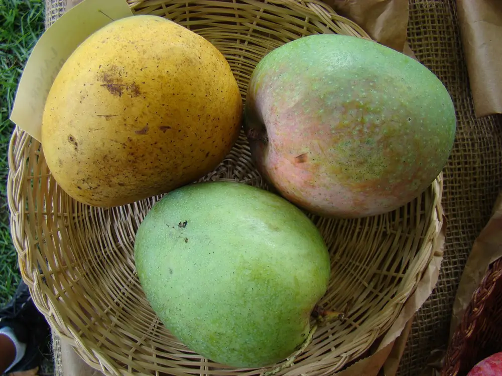 Bangladeshi mangoes going to Malaysian market, inspection team coming in June